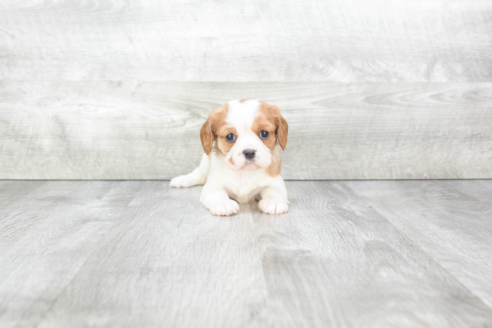 Cavalier King Charles Spaniel Puppy for Adoption