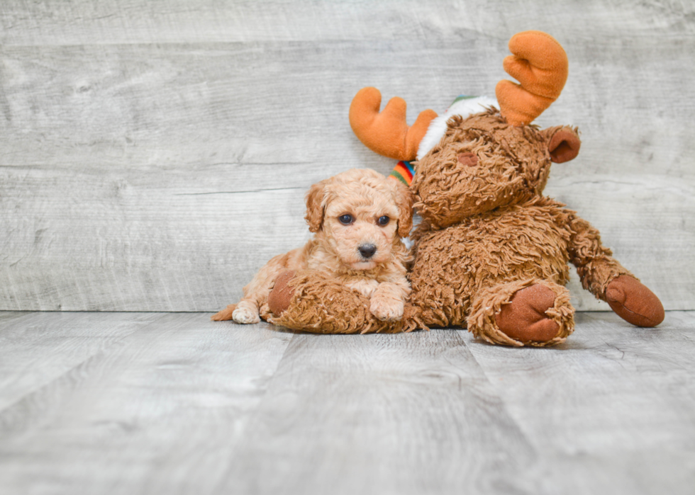 Maltipoo Puppy for Adoption