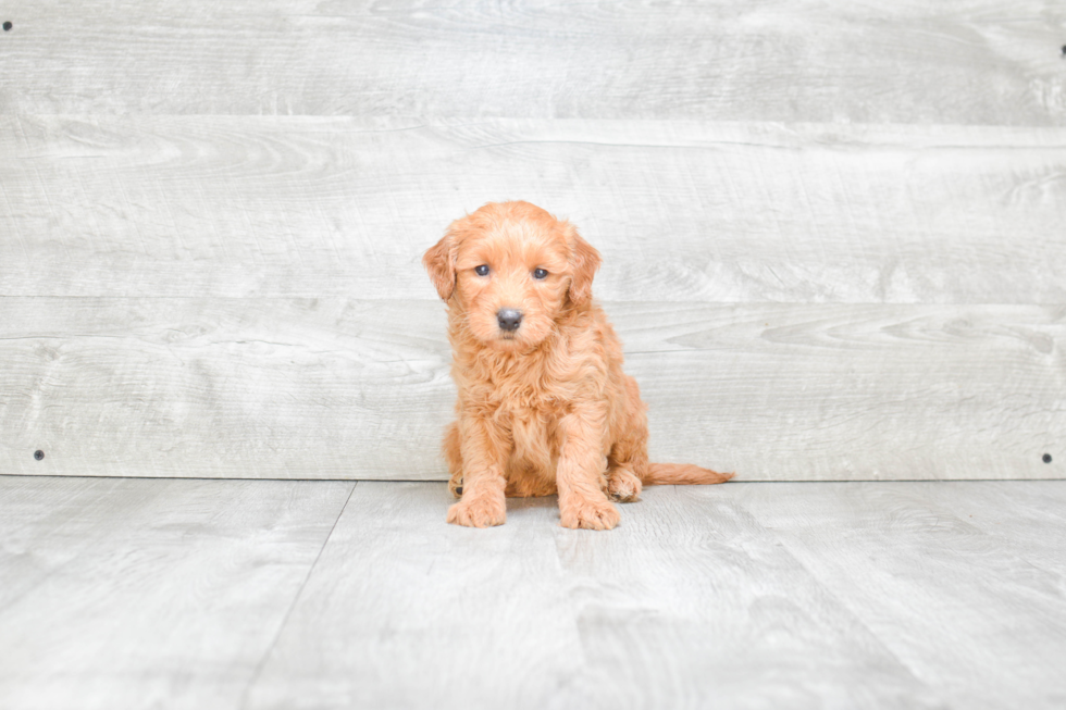 Sweet Mini Goldendoodle Baby