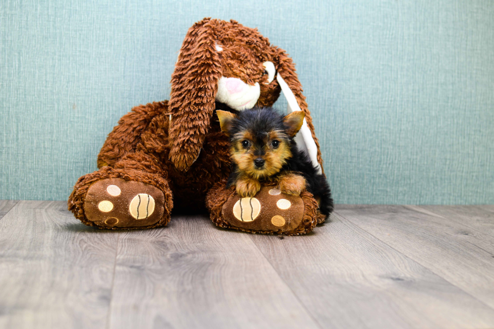 Meet Tinkerbell - our Yorkshire Terrier Puppy Photo 