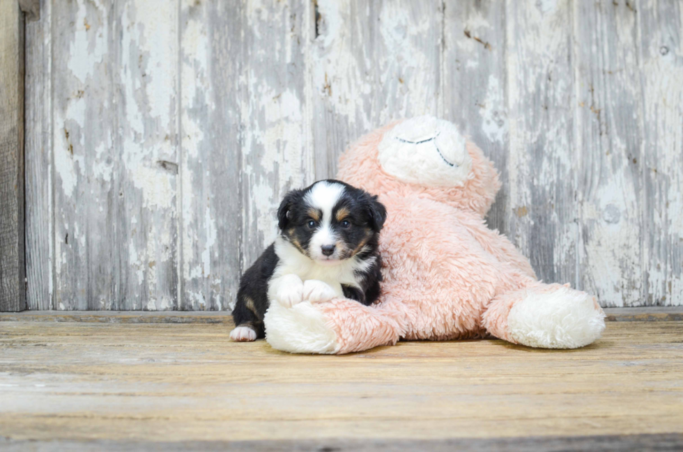 Mini Aussiedoodle Pup Being Cute