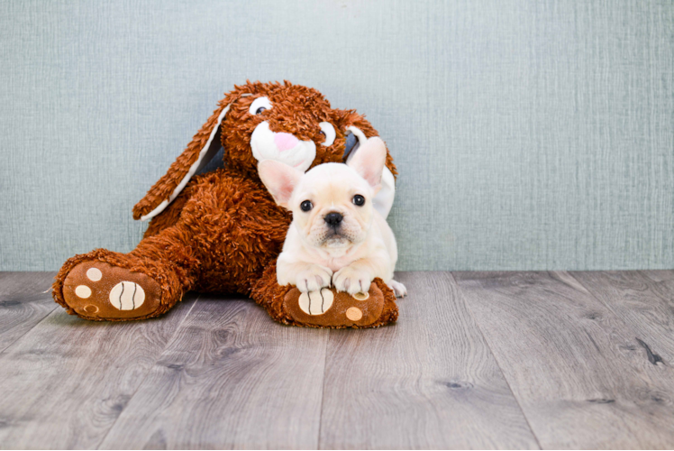 French Bulldog Puppy for Adoption