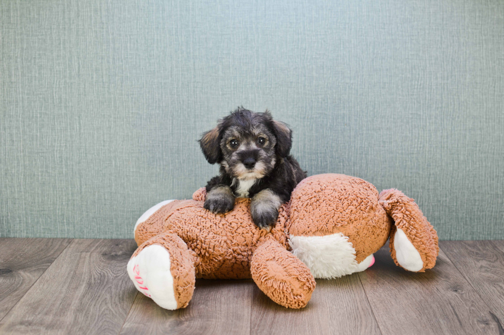 Best Mini Schnauzer Baby