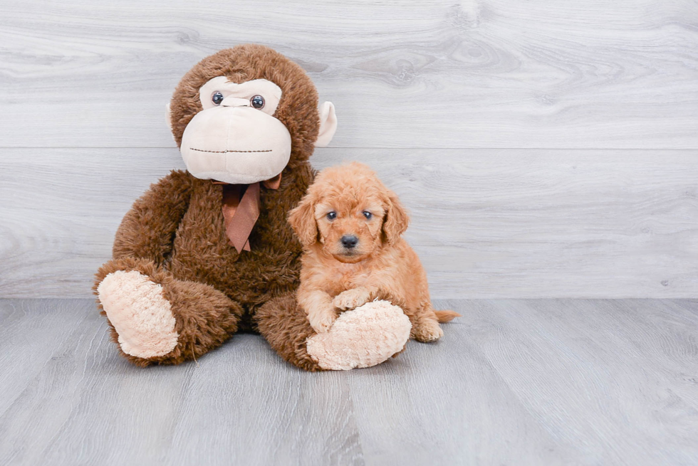 Mini Goldendoodle Pup Being Cute