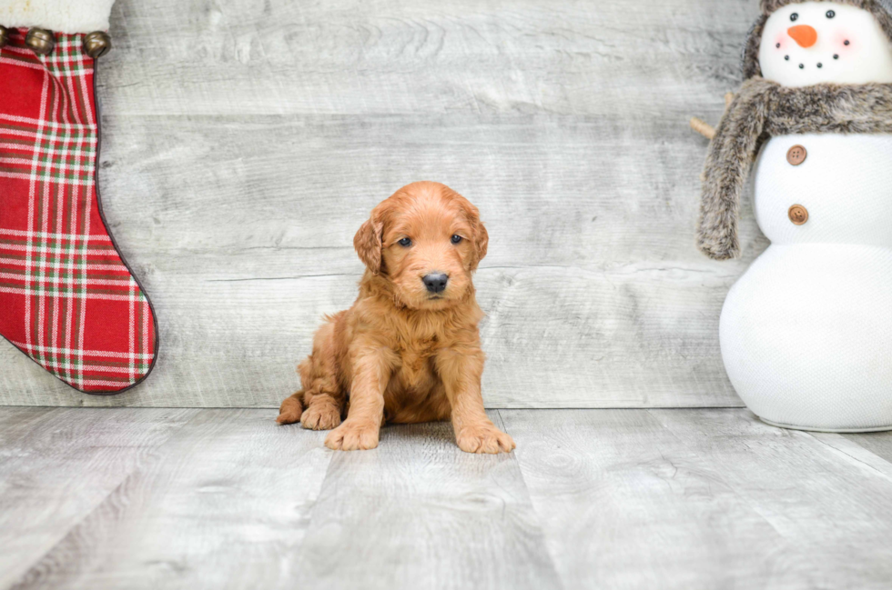 Best Mini Goldendoodle Baby