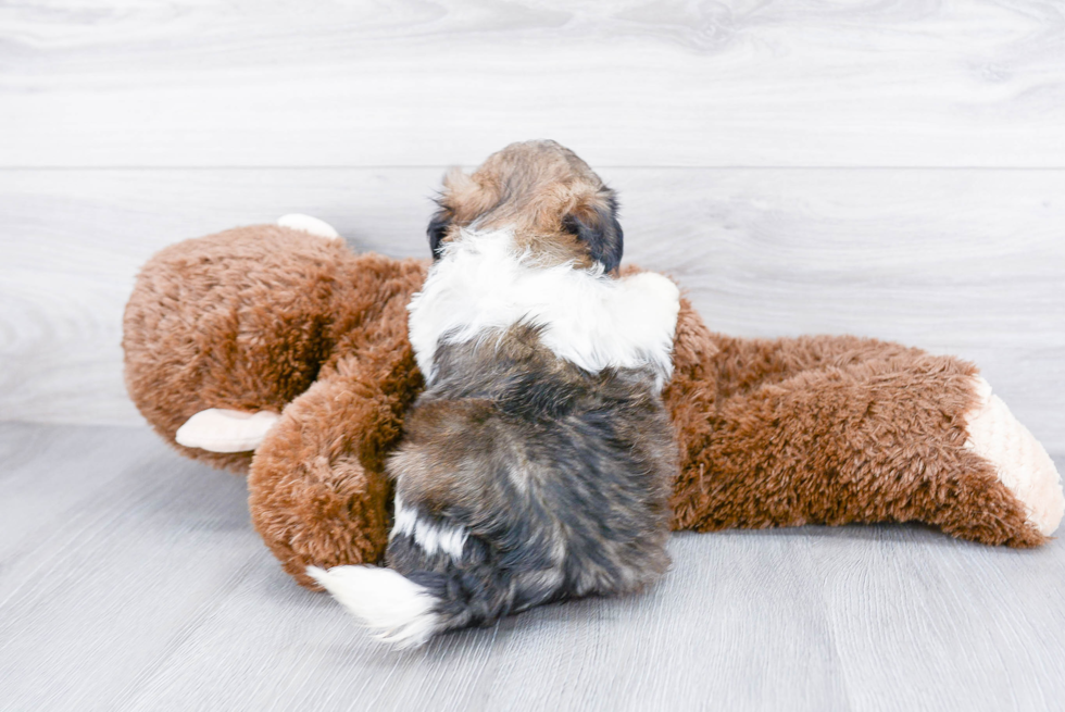 Friendly Teddy Bear Baby