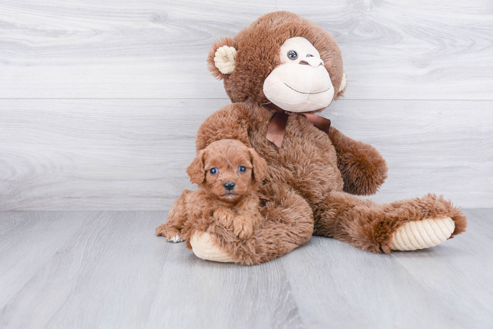 Best Cavapoo Baby