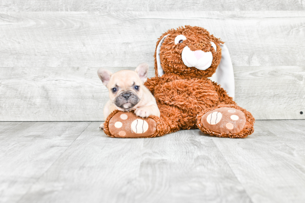 Small French Bulldog Baby