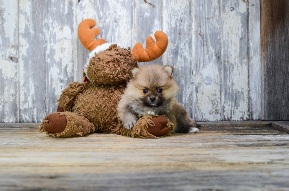 Pomeranian Pup Being Cute