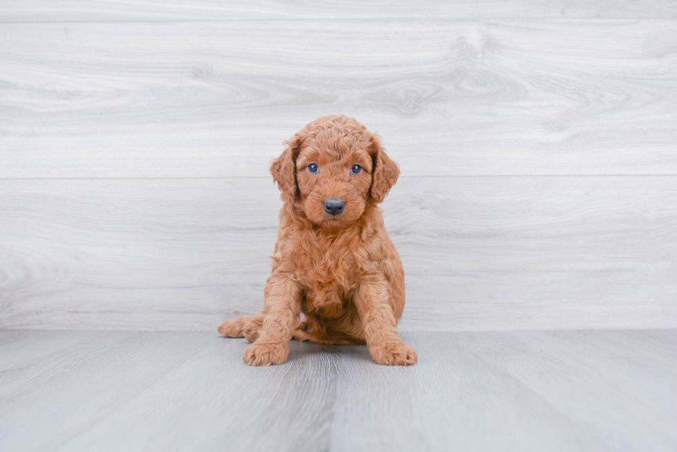 Funny Mini Goldendoodle Poodle Mix Pup