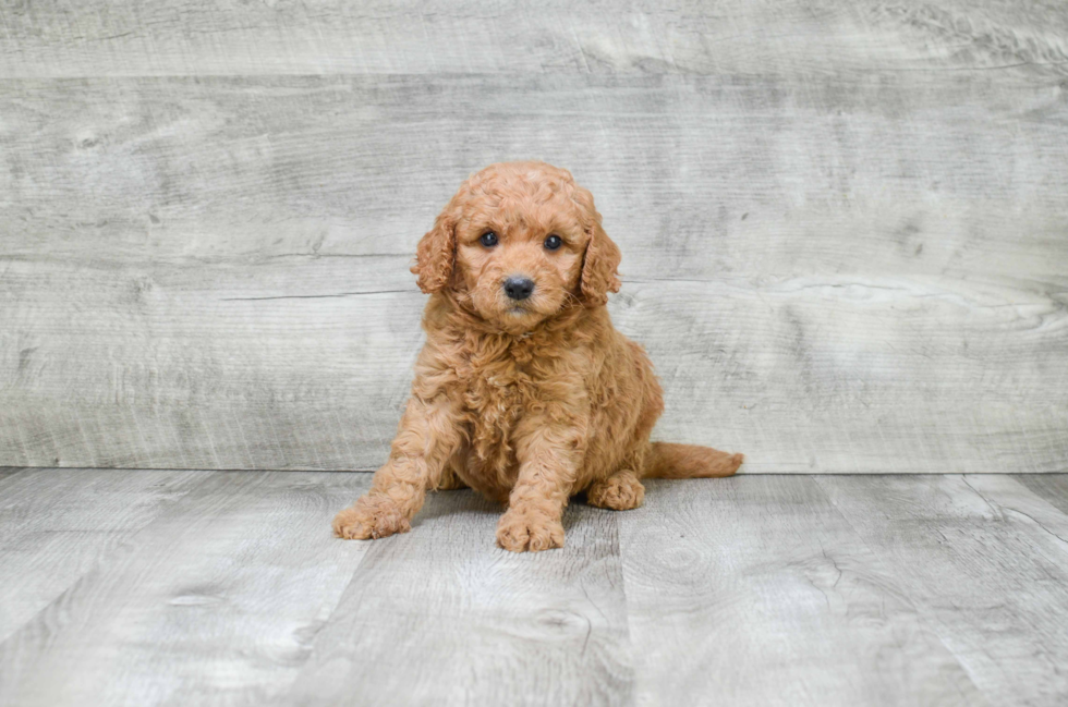 Mini Goldendoodle Puppy for Adoption