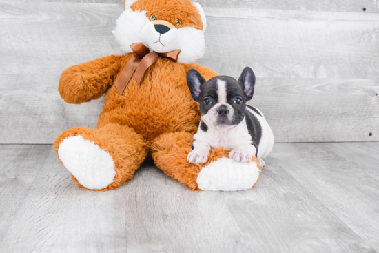 French Bulldog Puppy for Adoption