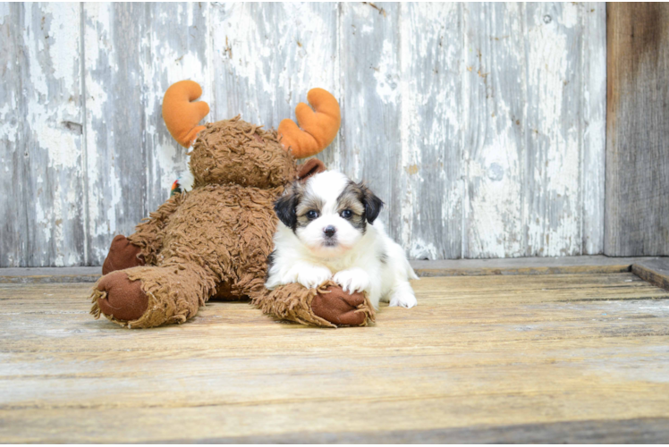 Friendly Teddy Bear Baby