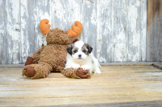 Friendly Teddy Bear Baby