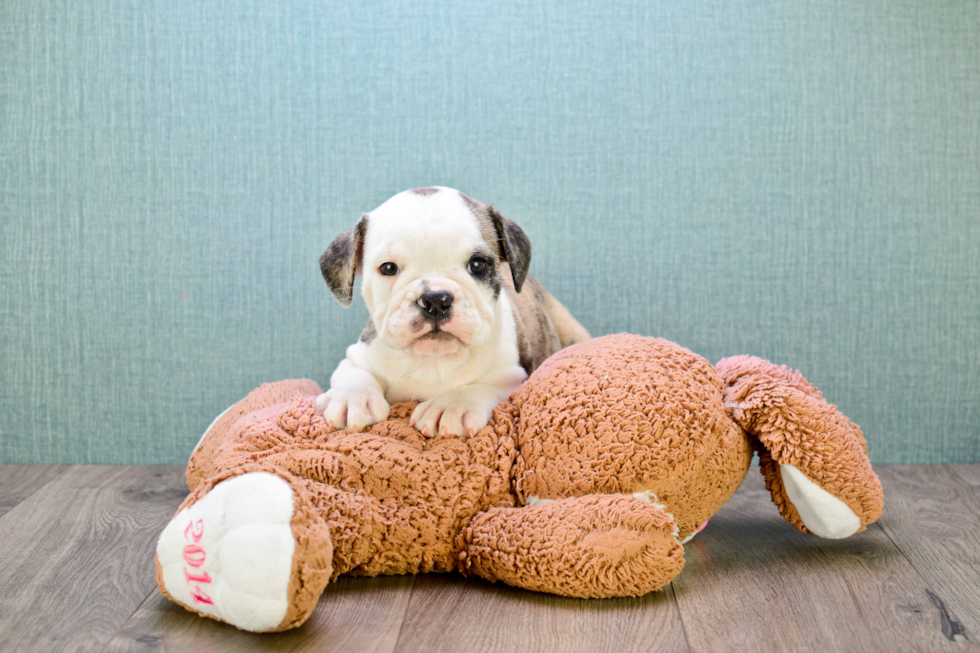 English Bulldog Puppy for Adoption