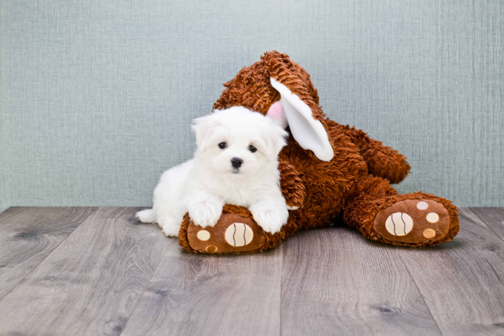 Maltese Puppy for Adoption