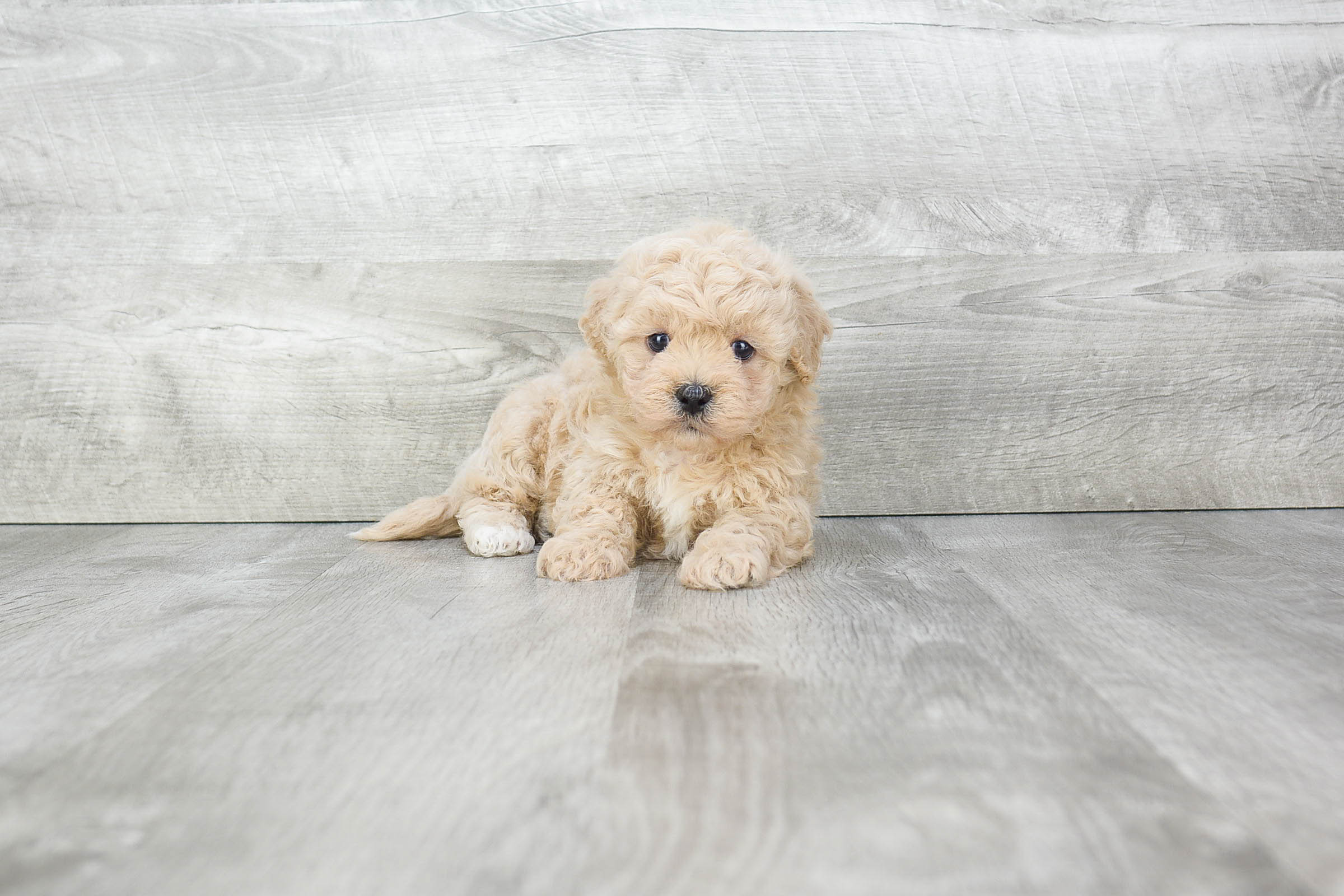 Happy Teddy Bear Baby
