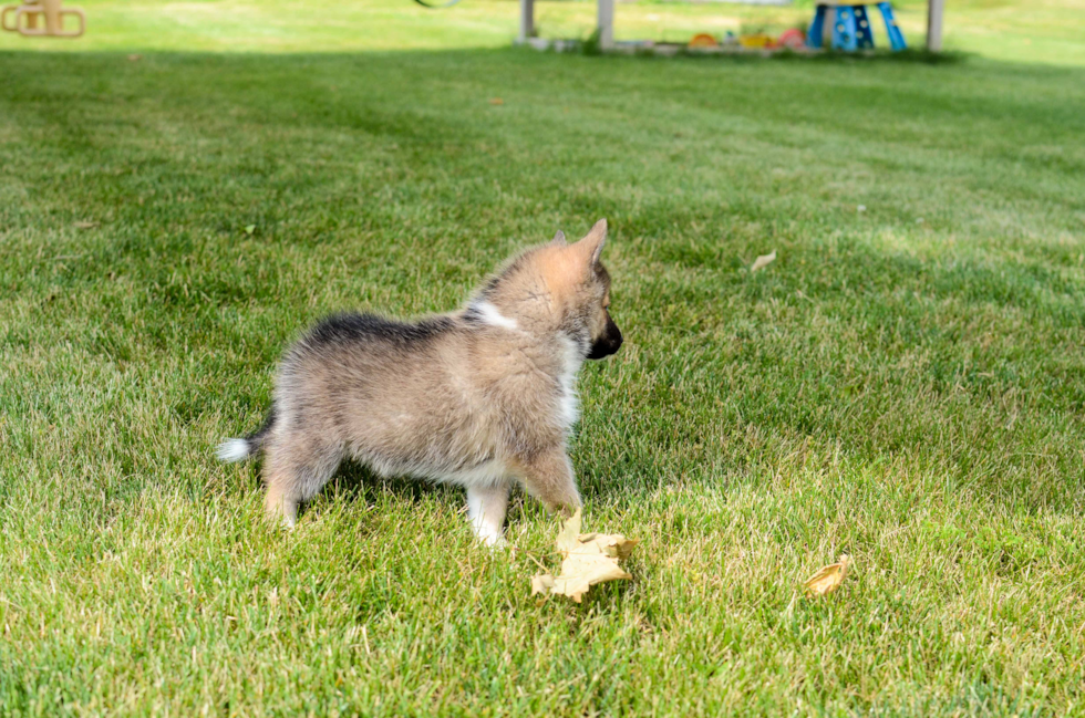 Pomsky Pup Being Cute