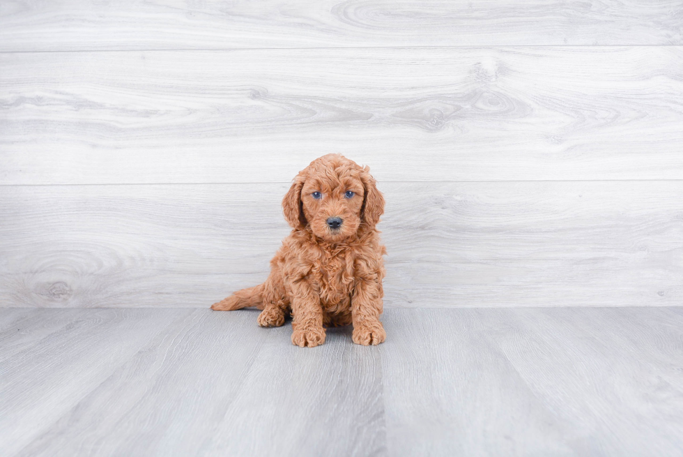 Mini Goldendoodle Pup Being Cute