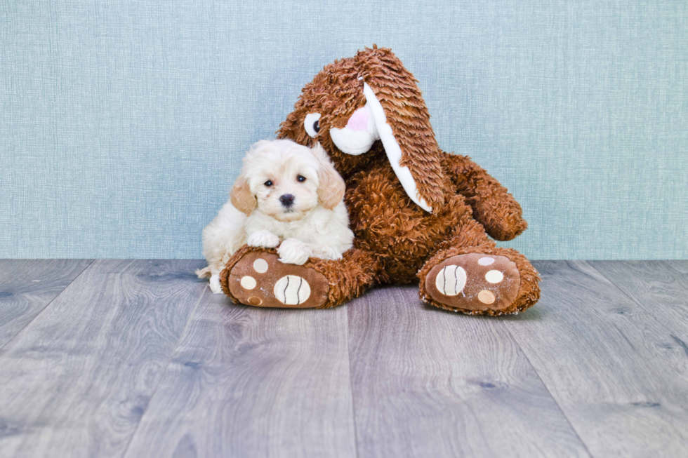 Best Mini Goldendoodle Baby