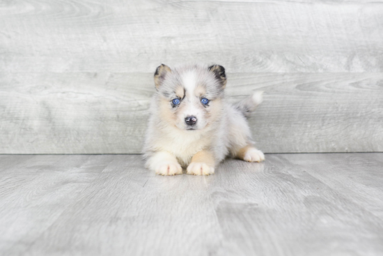 Pomsky Pup Being Cute