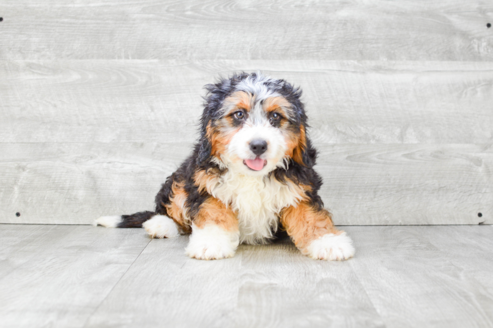 Best Mini Bernedoodle Baby