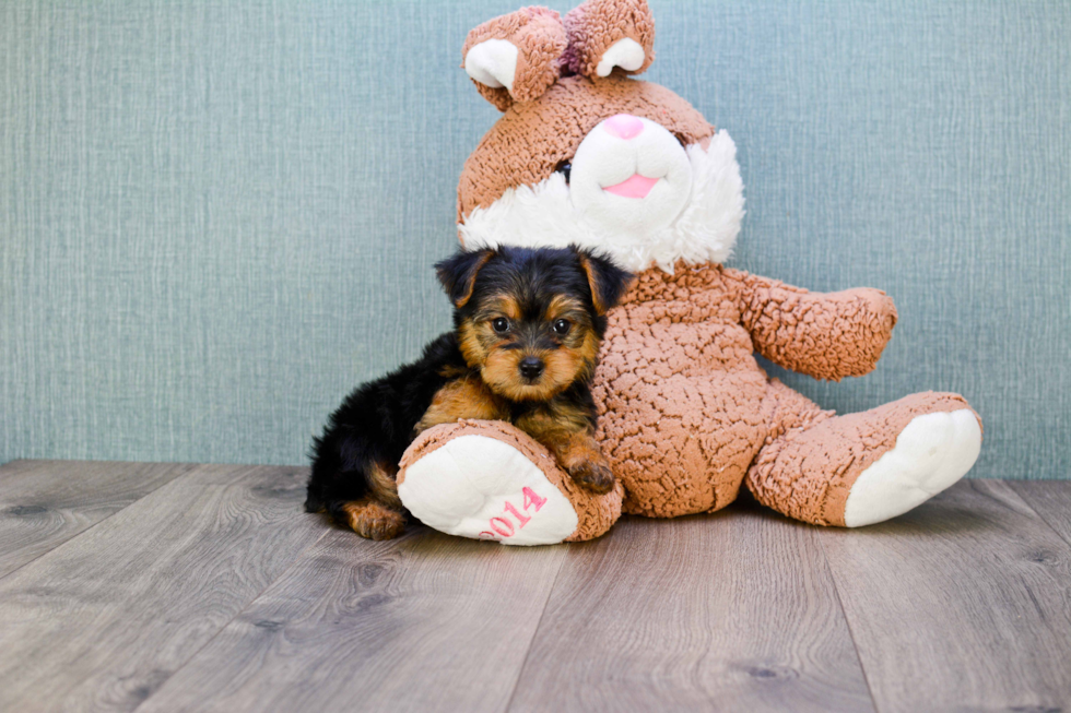 Meet Izzie - our Yorkshire Terrier Puppy Photo 