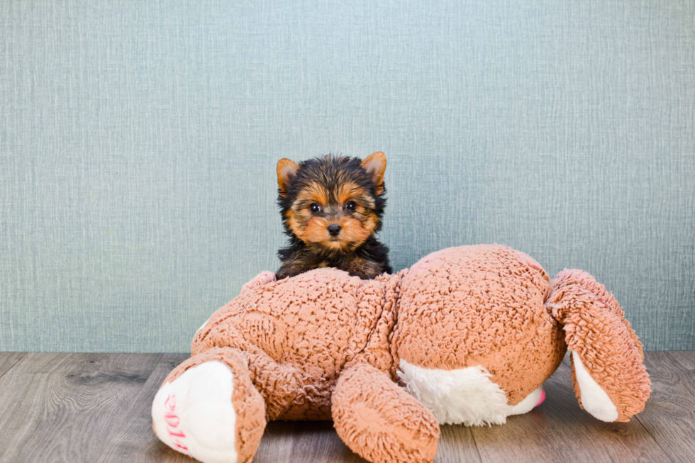 Meet Miss Perfection - our Yorkshire Terrier Puppy Photo 