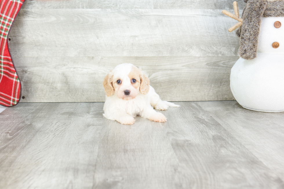 Cavachon Pup Being Cute