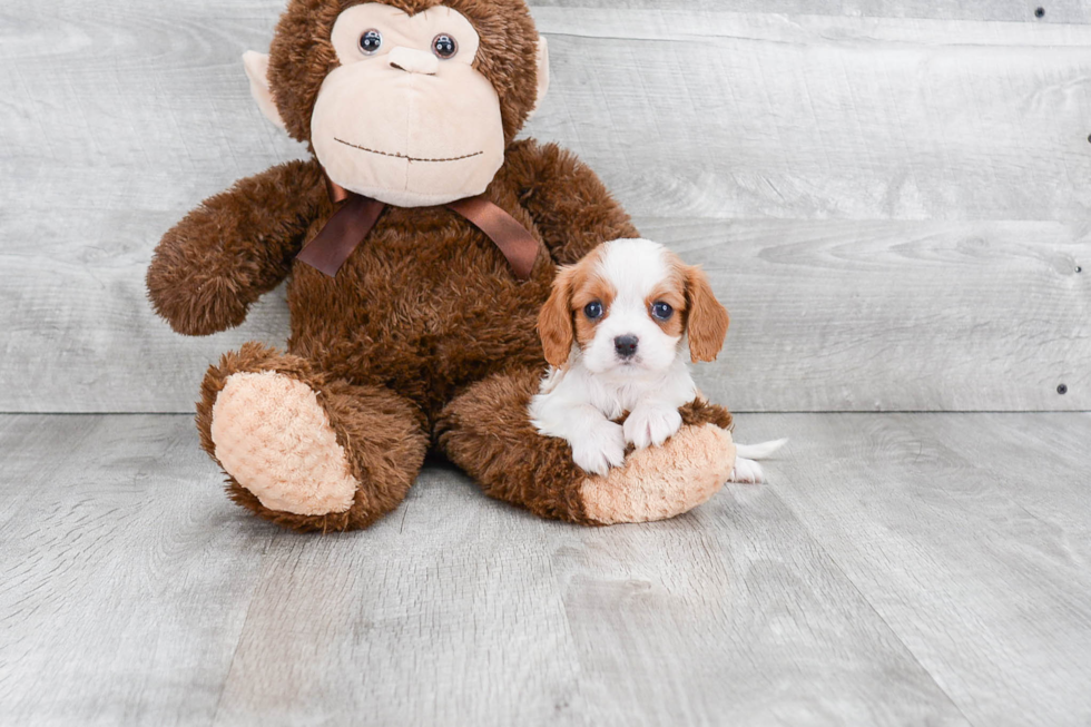 Cavalier King Charles Spaniel Pup Being Cute