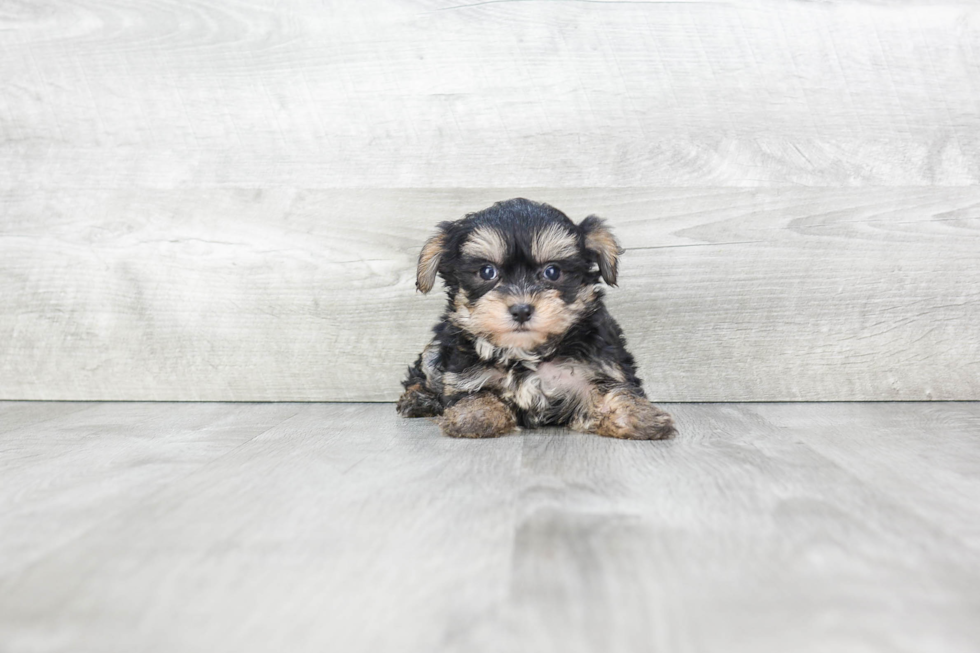 Morkie Puppy for Adoption