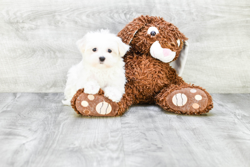 Friendly Maltese Purebred Pup