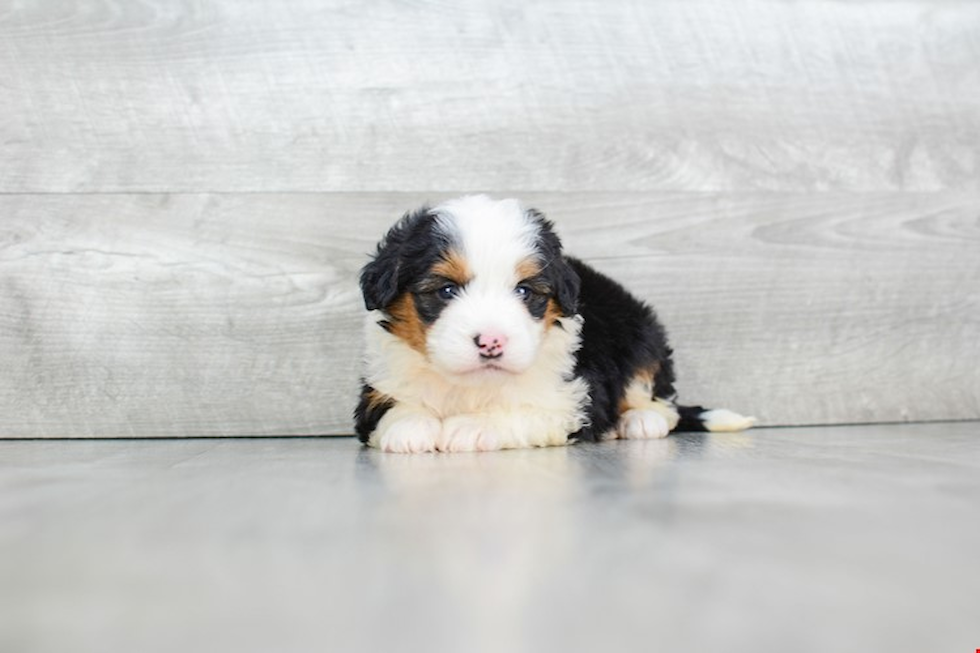 Petite Mini Bernedoodle Poodle Mix Pup