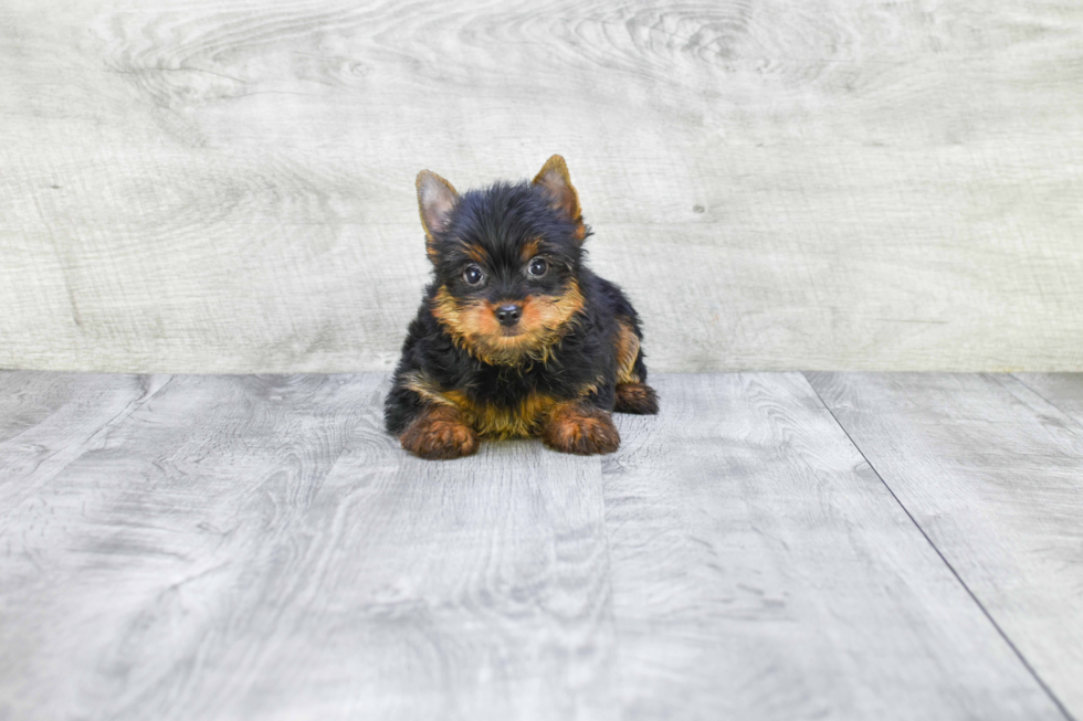 Meet Steph - our Yorkshire Terrier Puppy Photo 