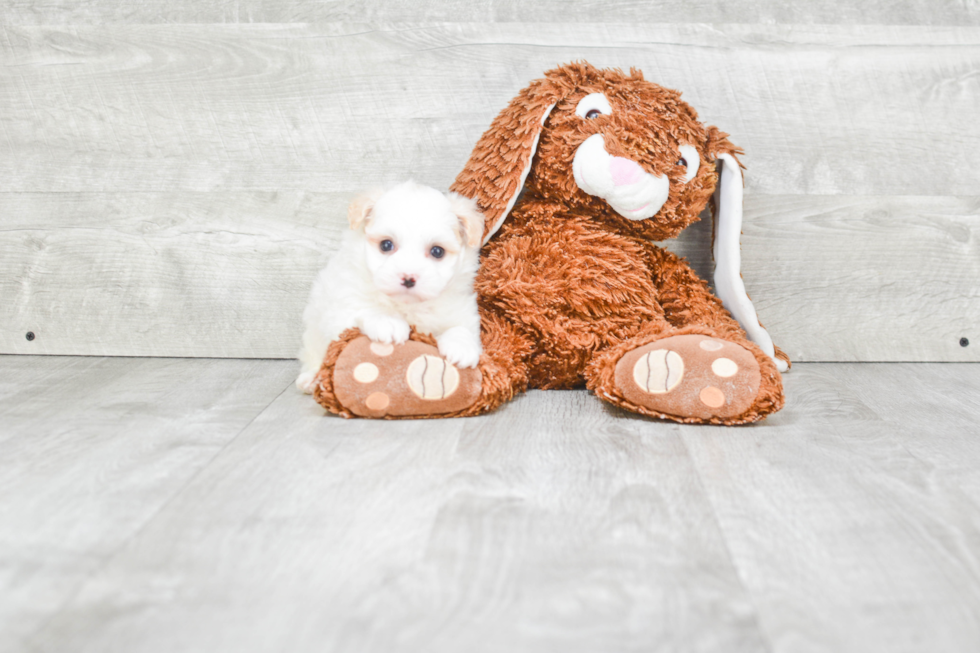 Havanese Puppy for Adoption