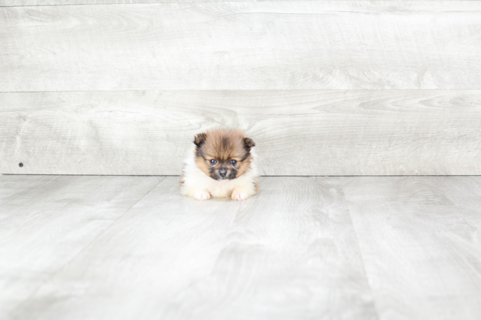 Pomeranian Pup Being Cute