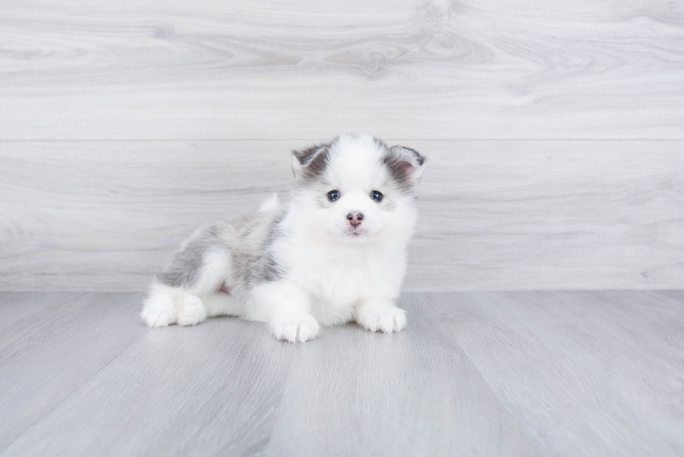 Pomsky Pup Being Cute