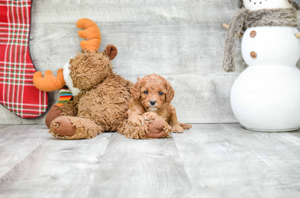 Best Cavapoo Baby