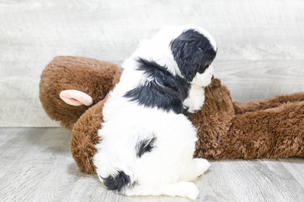 Cavapoo Pup Being Cute