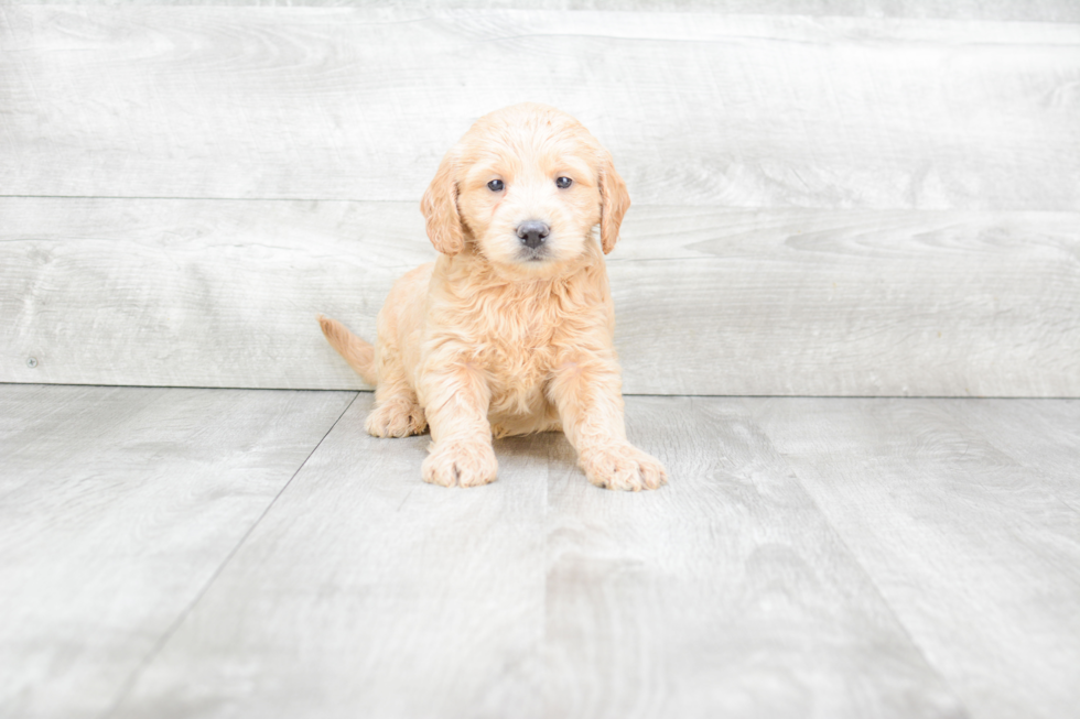 Mini Goldendoodle Puppy for Adoption