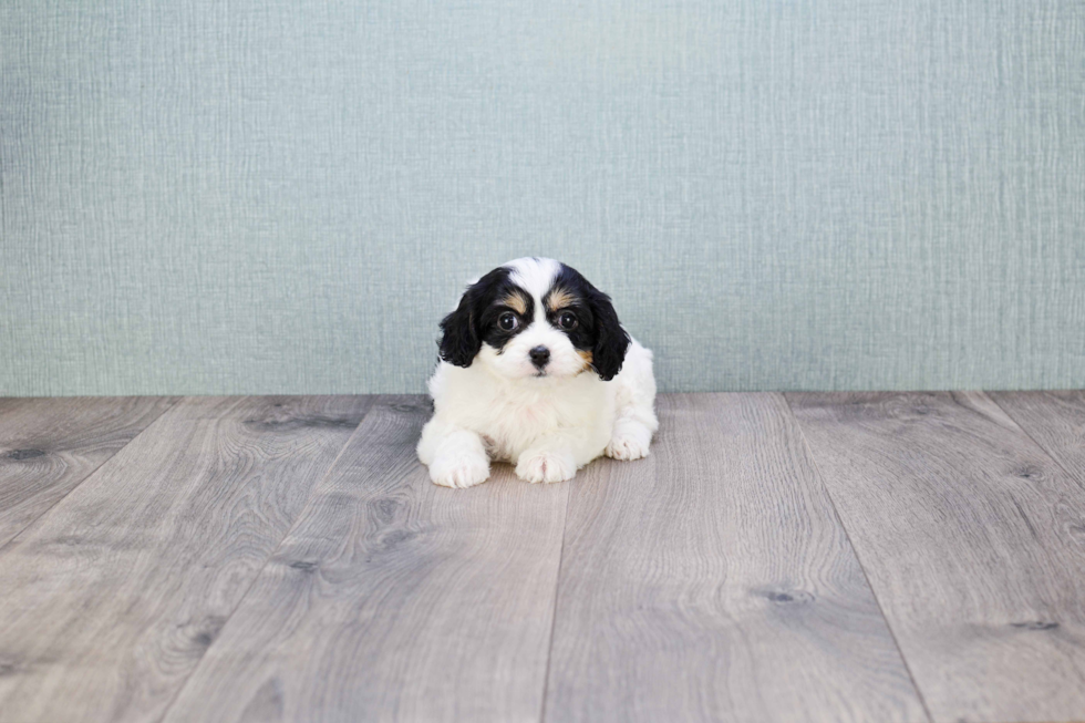 Small Cavachon Baby