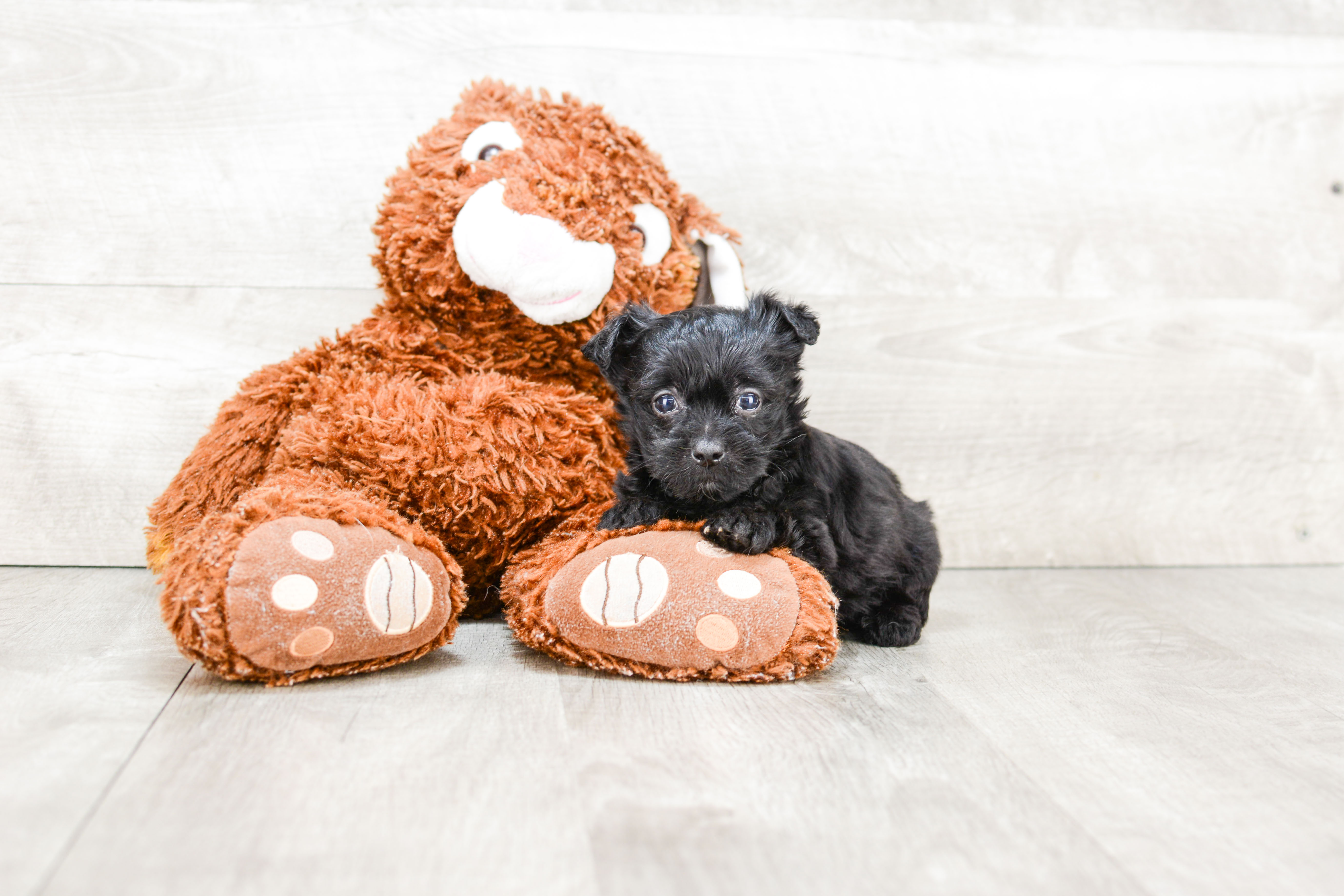 Yorkie Poo Pup Being Cute