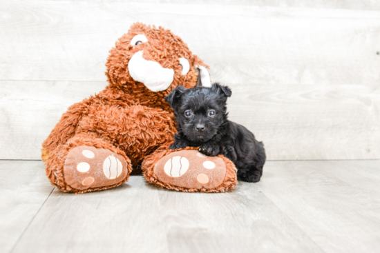 Yorkie Poo Pup Being Cute