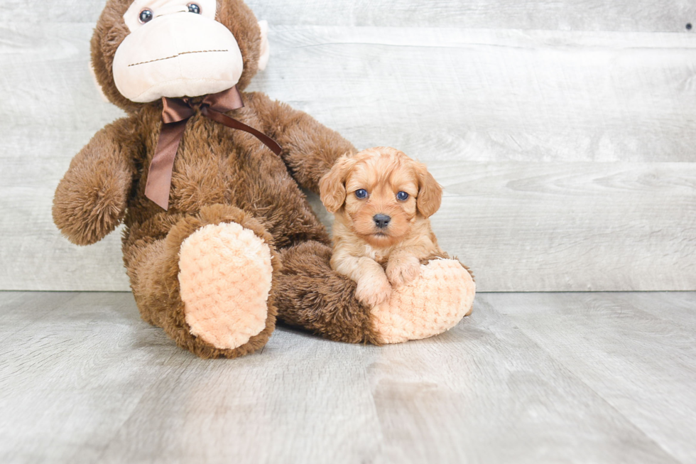 Cavapoo Puppy for Adoption