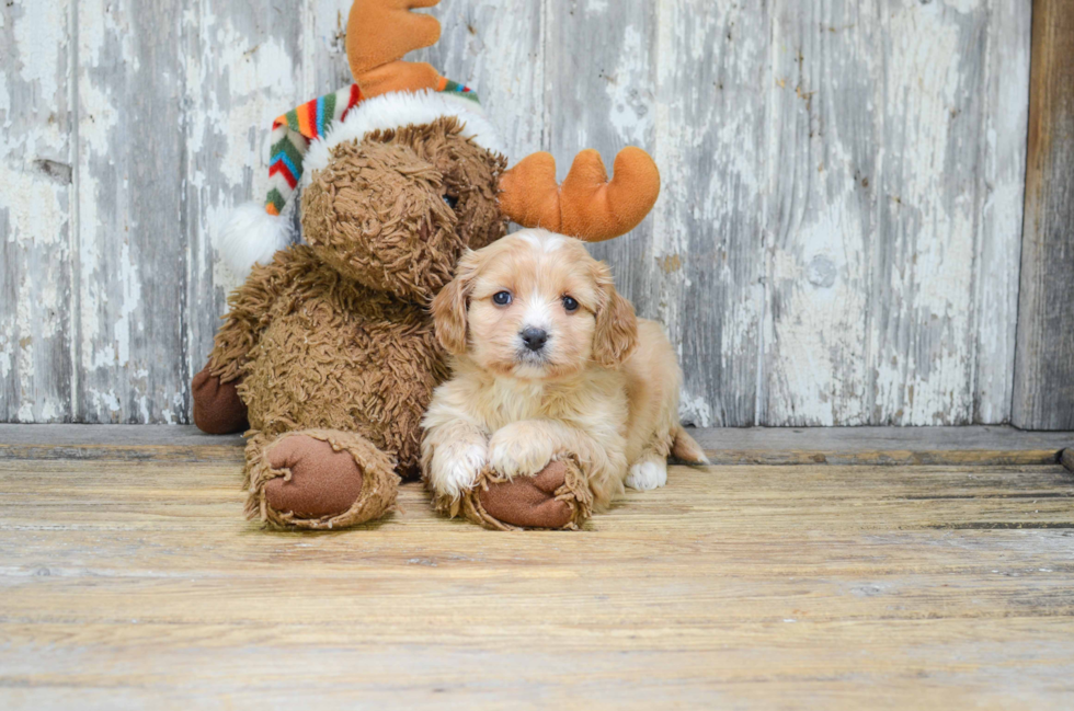 Hypoallergenic Cavalier Designer Puppy