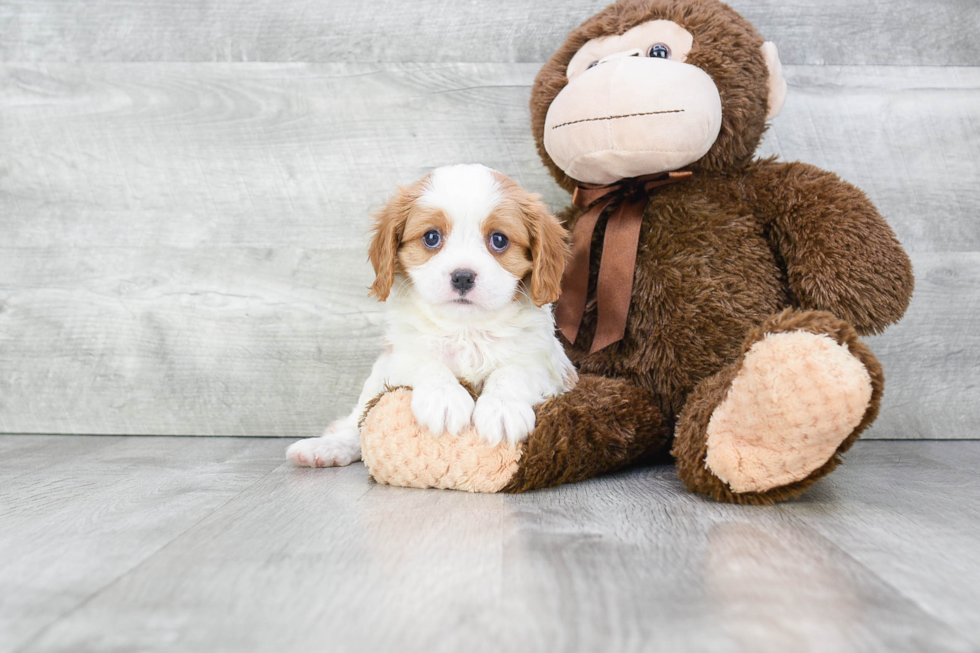 Playful Cavalier King Charles Spaniel Purebred Pup