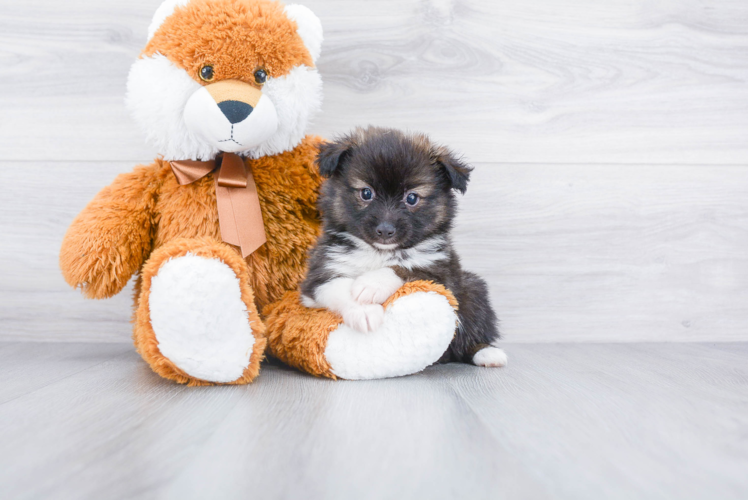 Cute Aussie Pom Baby