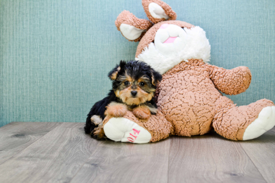 Fluffy Yorkie Poo Poodle Mix Pup