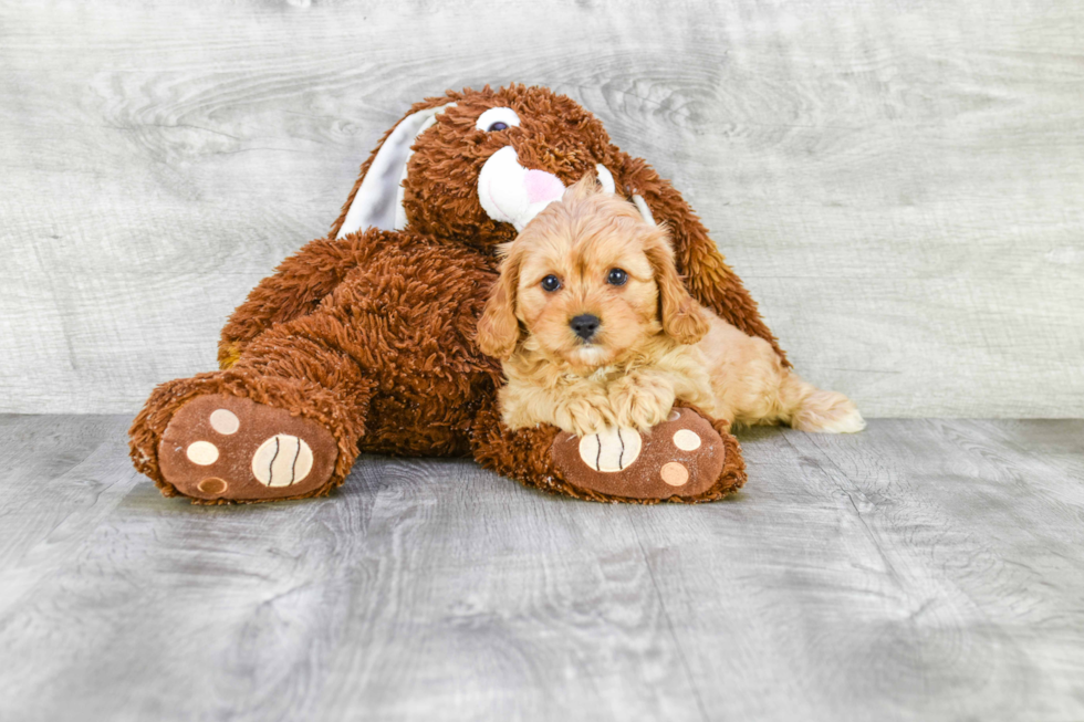 Small Cavapoo Baby