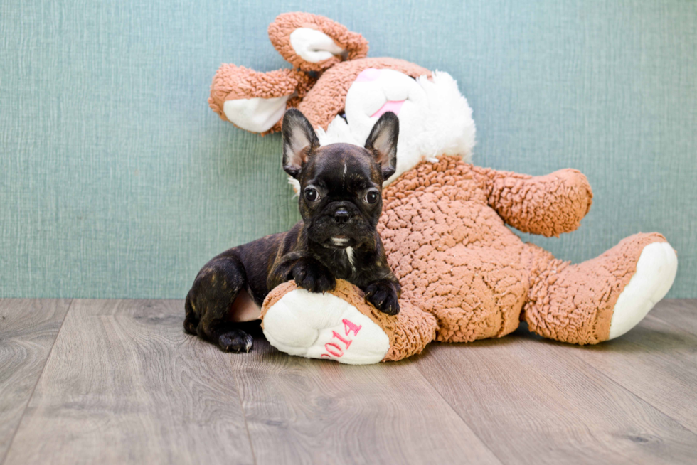 Smart Frenchie Purebred Puppy